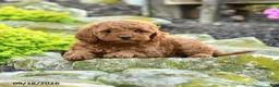 Miniature Poodle dogs for sale: Annie - Ad 2