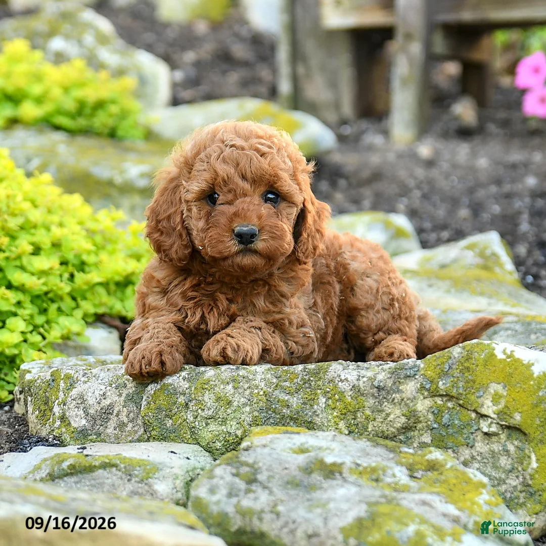 Miniature Poodle dogs for sale: Annie - Ad 2