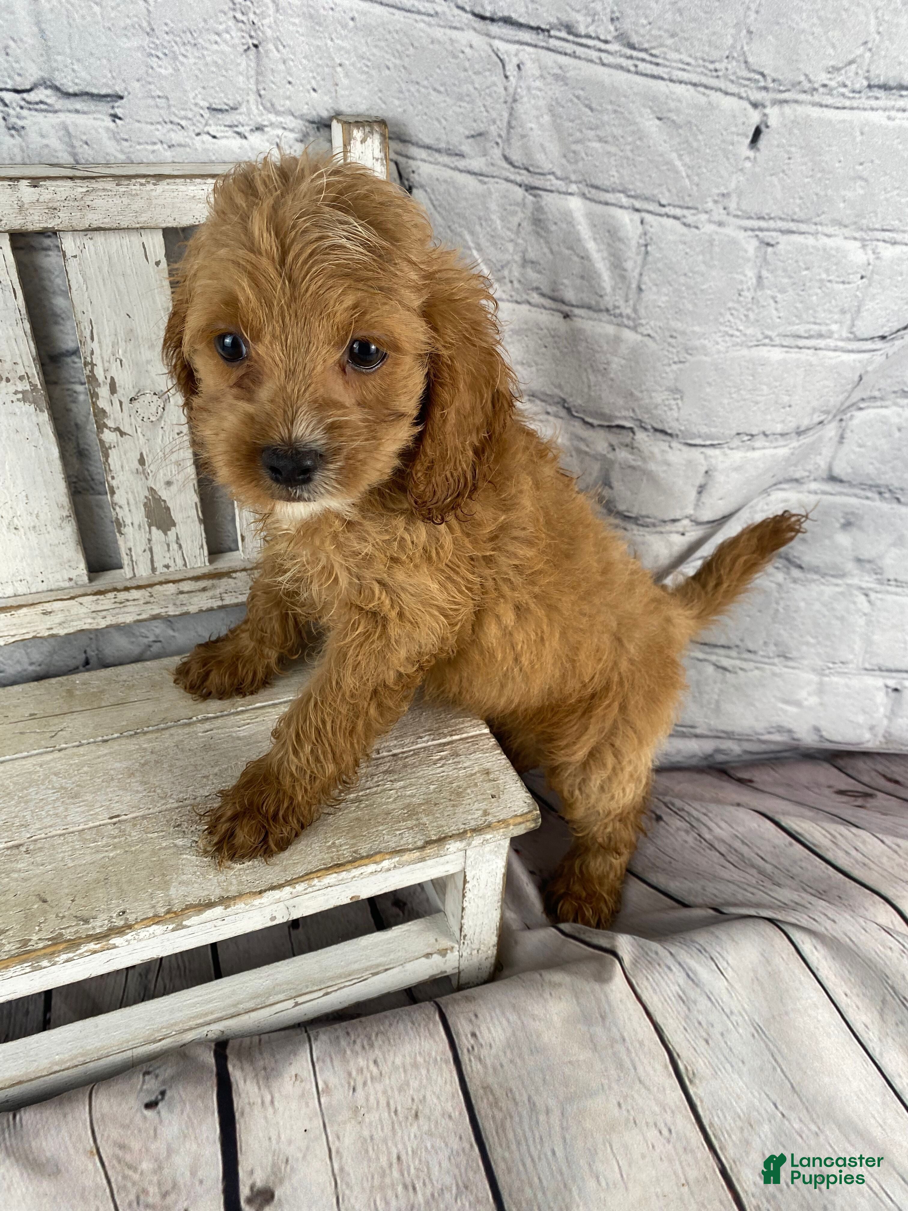Cockapoo dogs Moose - Ad 1