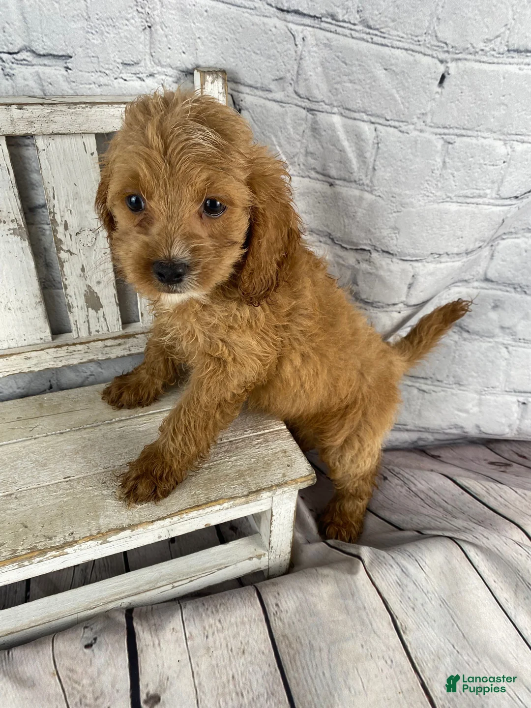 Cockapoo dogs for sale: Moose - Ad 1