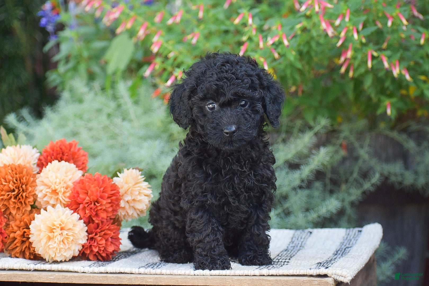 Toy Poodle dogs Bryce - Ad 1