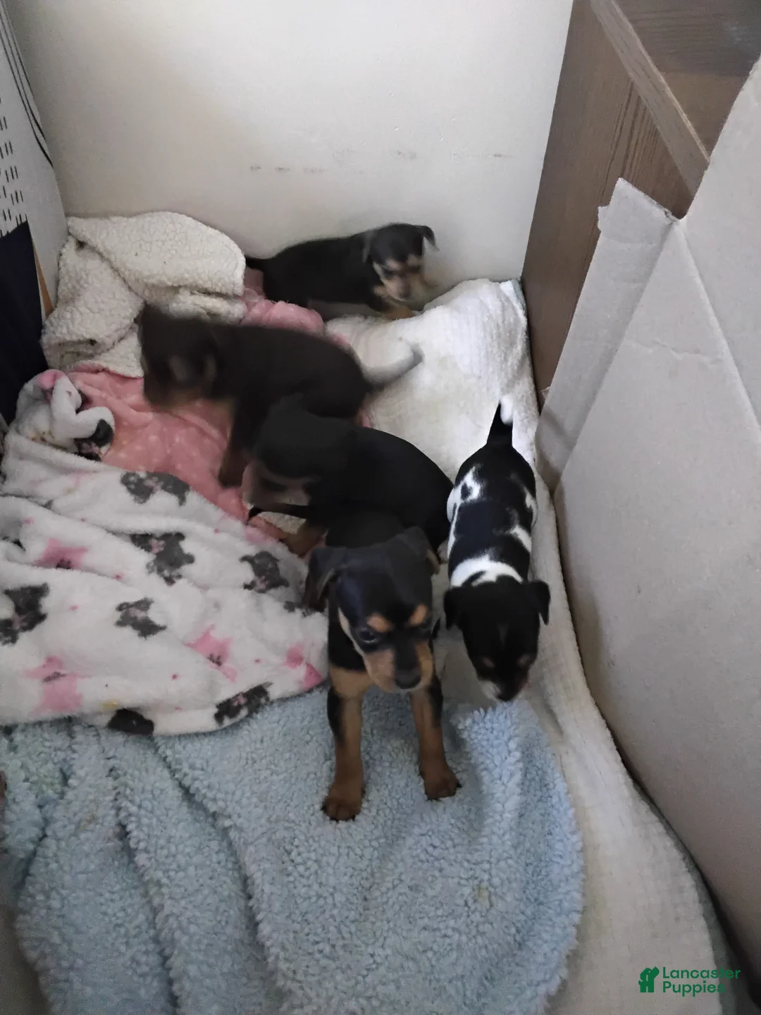 Mixed Breed dogs for sale: ChiChi - Ad 8