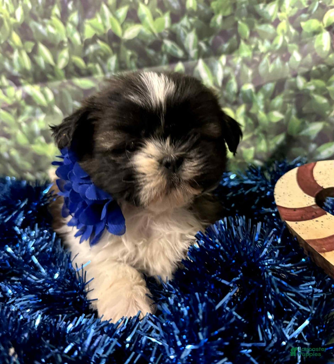 Shih Tzu dogs for sale: Isla - Ad 1