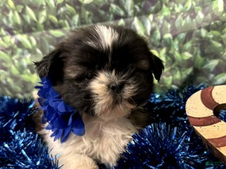 Shih Tzu dogs Isla - Ad 34