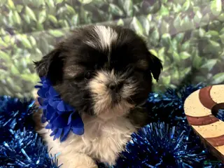 Shih Tzu dogs Isla - Ad 41