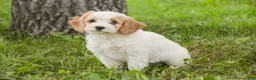 Mixed Breed dogs for sale: Fairy Munchkin Bernedoodle - Ad 6