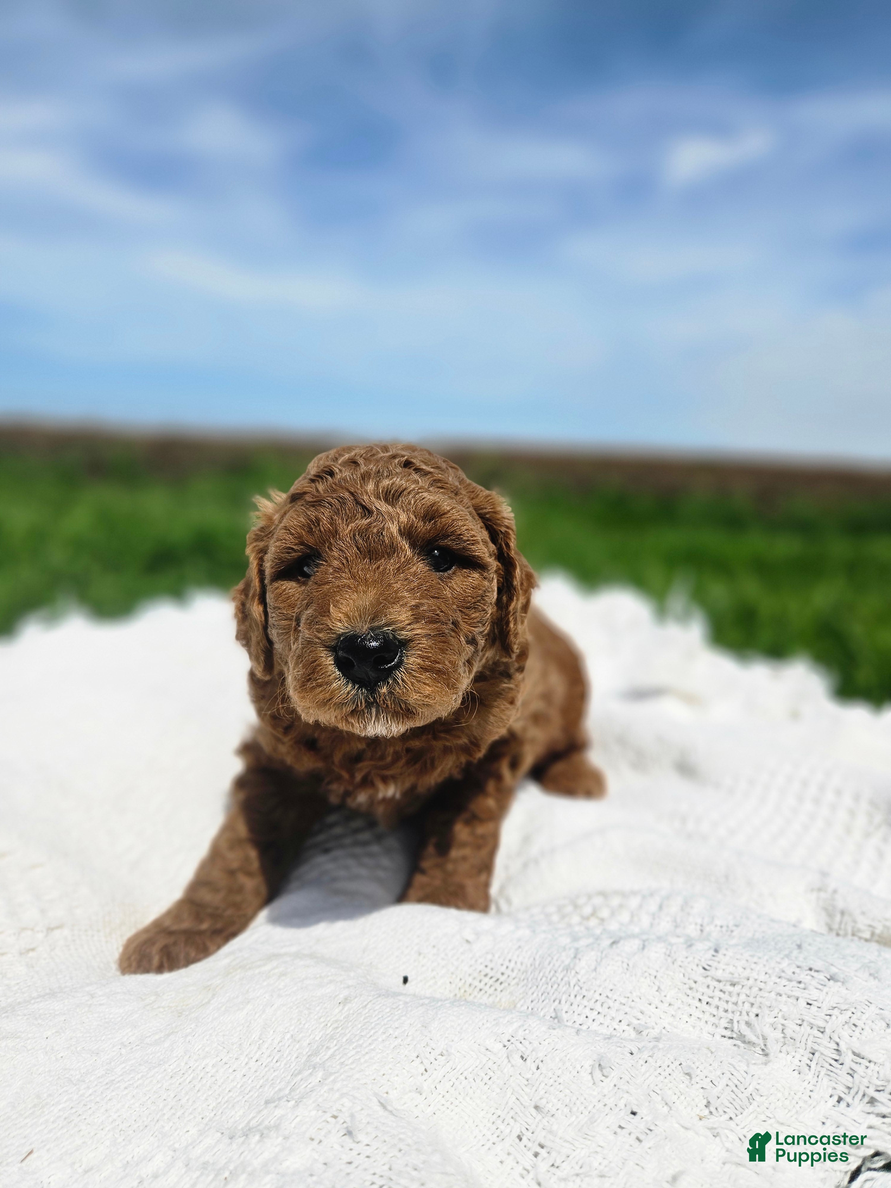 Mini Goldendoodle dogs Ollie - Ad 1