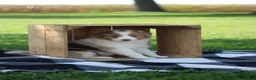 Australian Shepherd dogs for sale: Macy - Ad 1