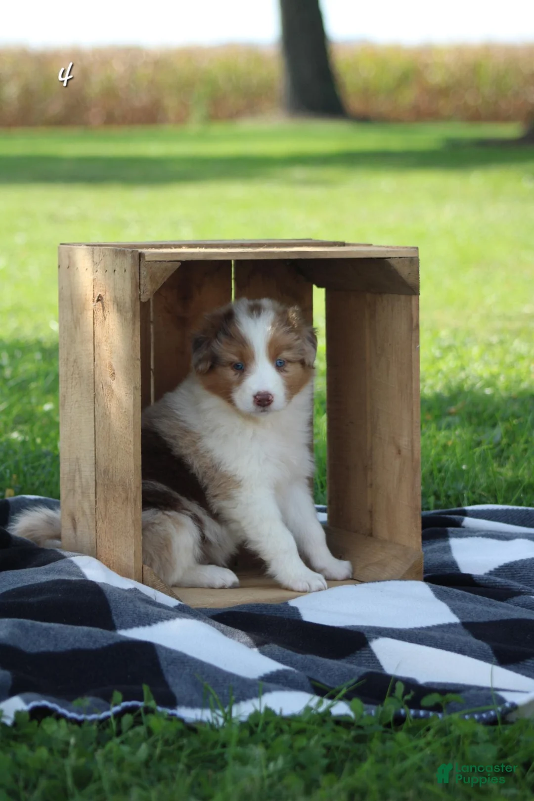Australian Shepherd dogs for sale: Macy - Ad 1