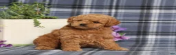 Miniature Poodle dogs for sale: Taffy - Ad 5