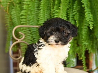 Yorkiepoo dogs - Ad 15