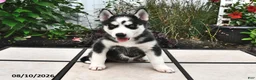 Siberian Husky dogs for sale: Skye - Ad 4