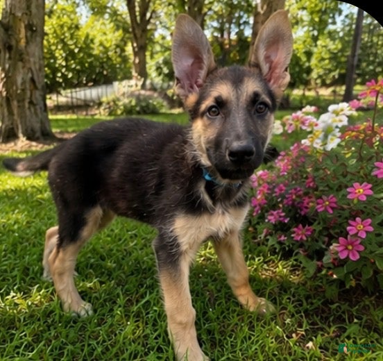 German Shepherd dogs Blueberry  - Ad 33