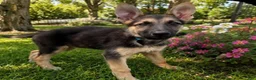 German Shepherd dogs for sale: Blueberry  - Ad 1