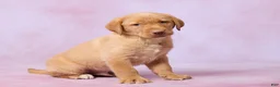 Labrador Retriever dogs for sale: Houston - Ad 3