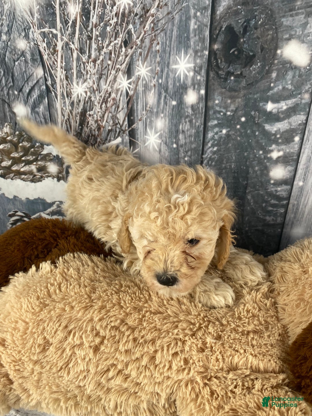 Cavapoo dogs for sale: Kobe - Ad 3