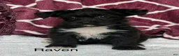 Yochon dogs for sale: Teddy - Ad 7