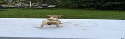 Rat Terrier dogs for sale: Rat Terrier 5 - Ad 3