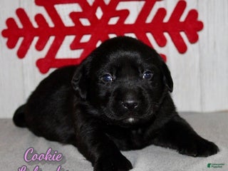 Labrador Retriever dogs Cookie - Ad 21