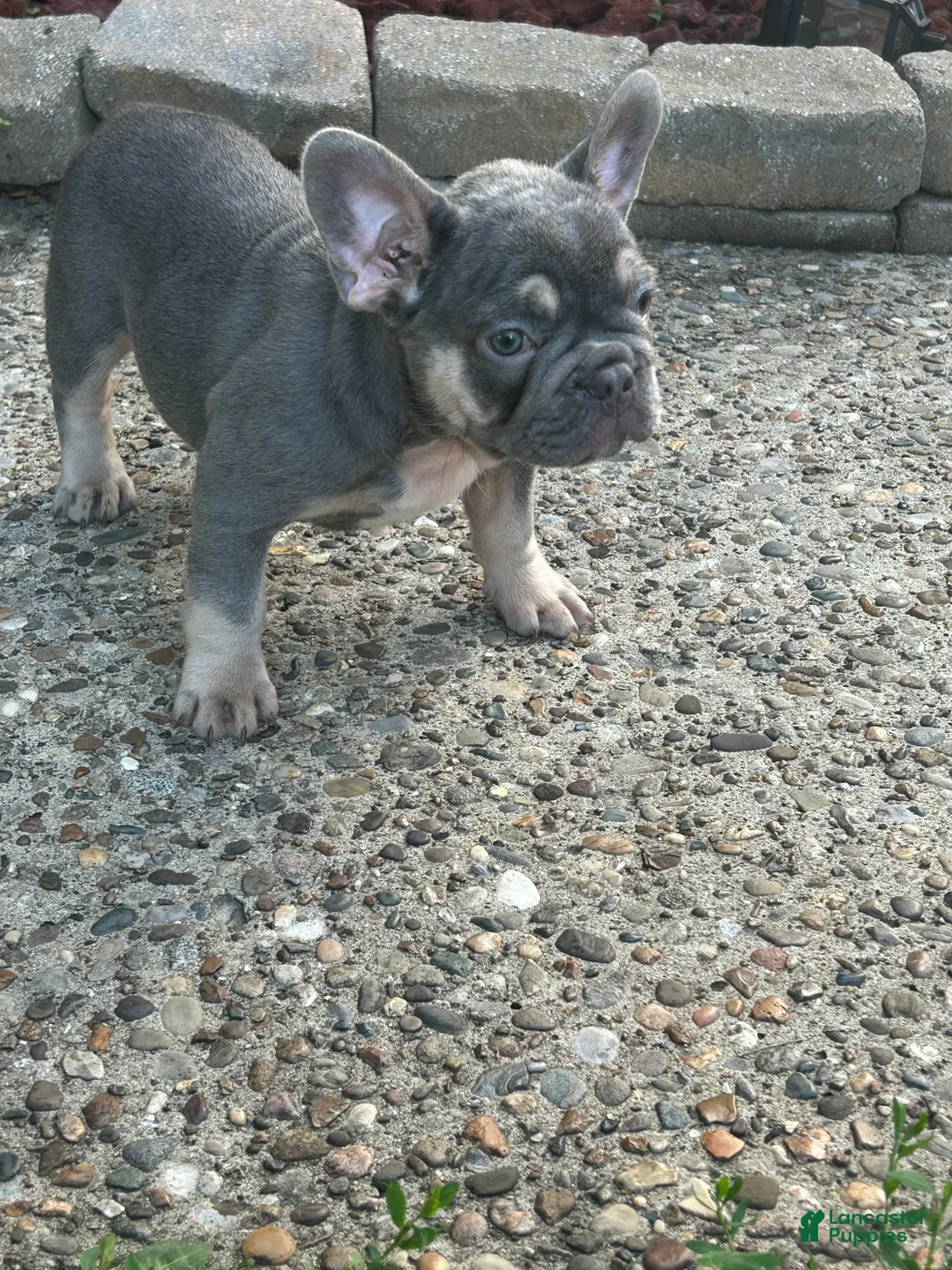 French Bulldog dogs for sale: French Bulldog 2 - Ad 2