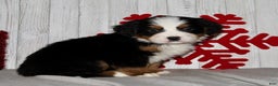 Bernese Mountain Dog dogs for sale: Logan - Ad 6