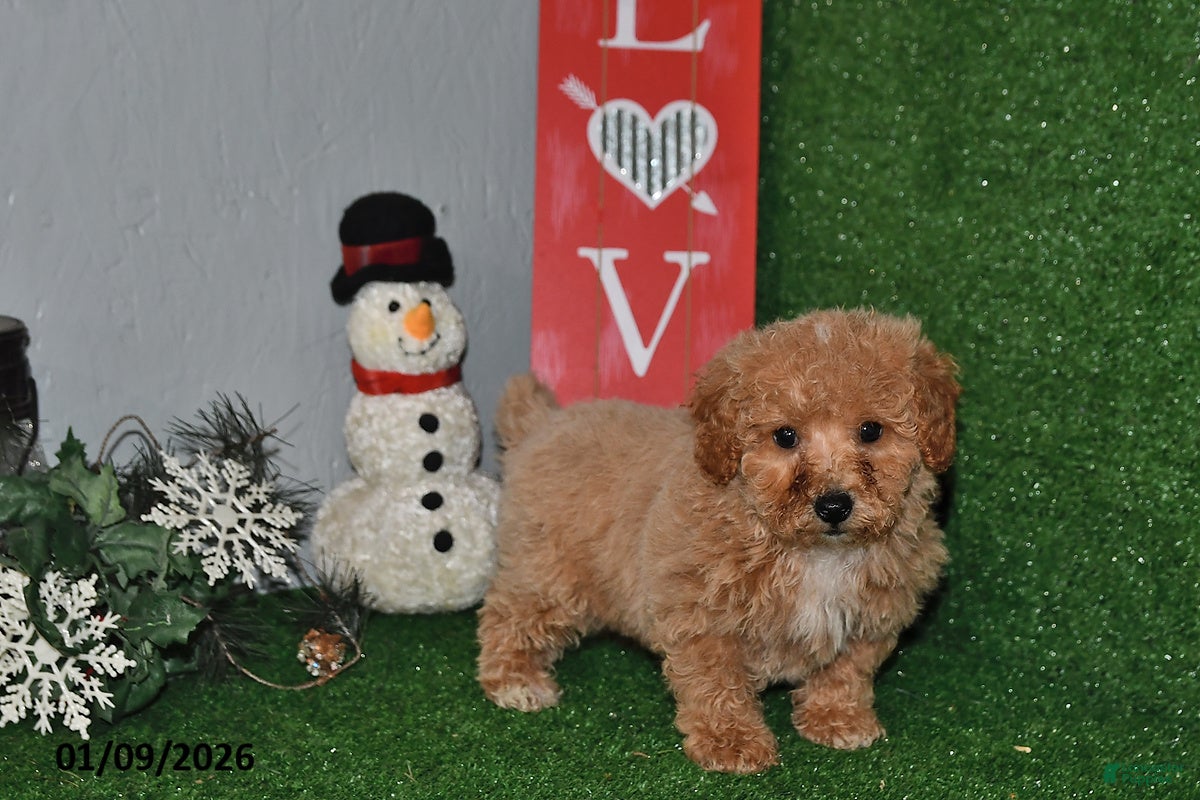 Bichpoo dogs Snickers - Ad 40