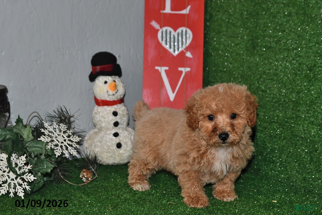 Bichpoo dogs for sale: Snickers - Ad 1