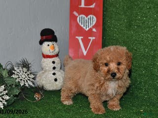 Bichpoo dogs Snickers - Ad 40