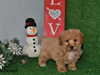 Bichpoo dogs Snickers - Ad 23