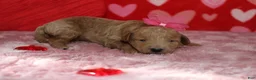Goldendoodle dogs for sale: Sunkist - Ad 5