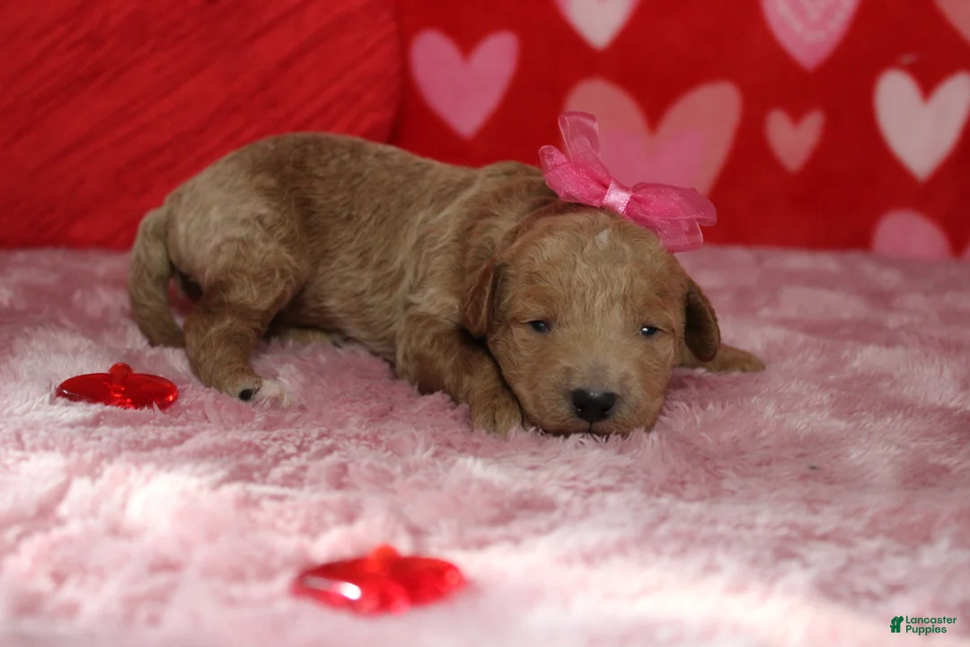 Goldendoodle dogs for sale: Sunkist - Ad 5