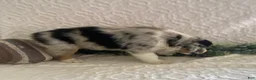 Australian Shepherd dogs for sale: Rocky - Ad 3