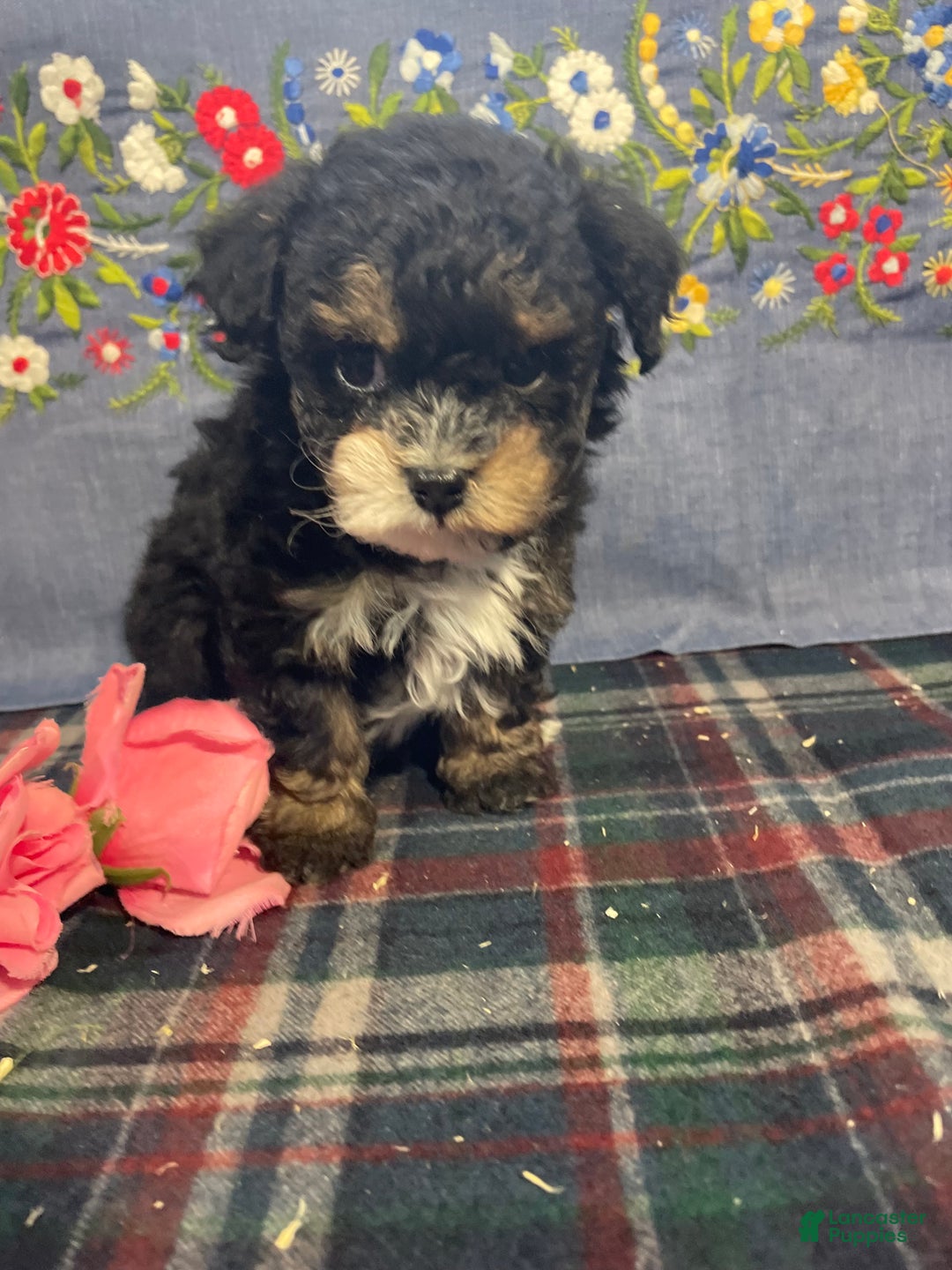 Toy Poodle dogs for sale: Peanut - Ad 4