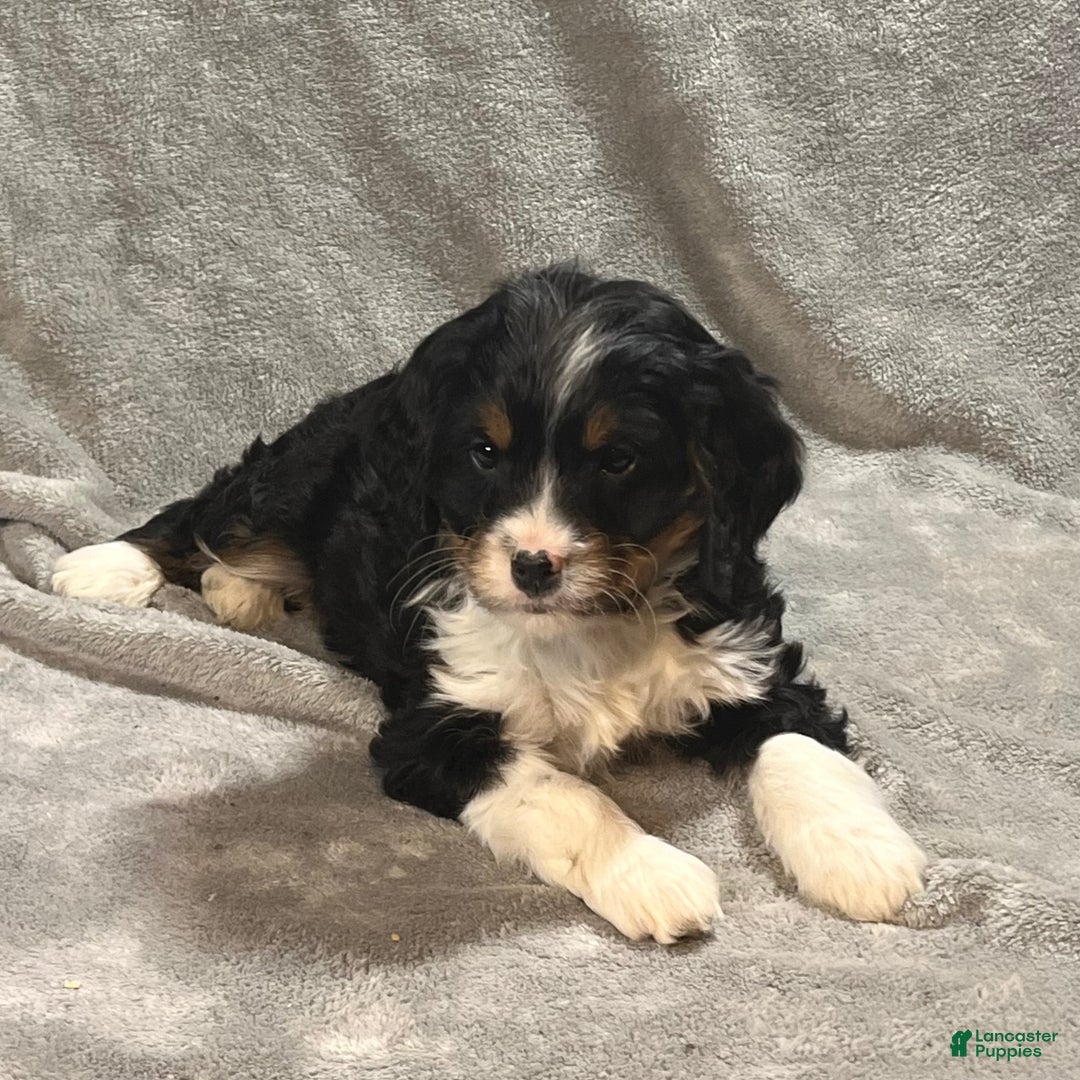 Bernedoodle dogs for sale: Graham - Ad 4