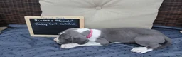 Great Dane dogs for sale: Sassy Girl - Ad 2