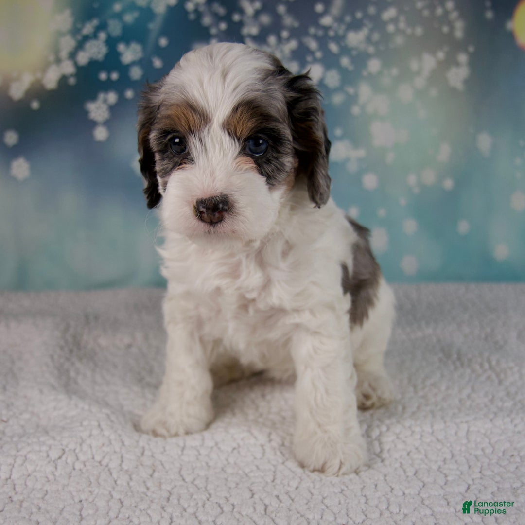 Cockapoo dogs for sale: Cassie - Ad 8