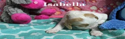 Cocker Spaniel dogs for sale: Isabella - Ad 1
