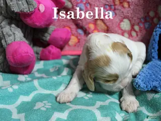 Cocker Spaniel dogs Isabella - Ad 14