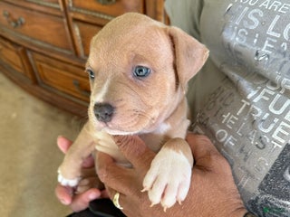 American Bully dogs - Ad 24