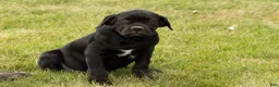 Cane Corso dogs for sale: Maple  - Ad 2
