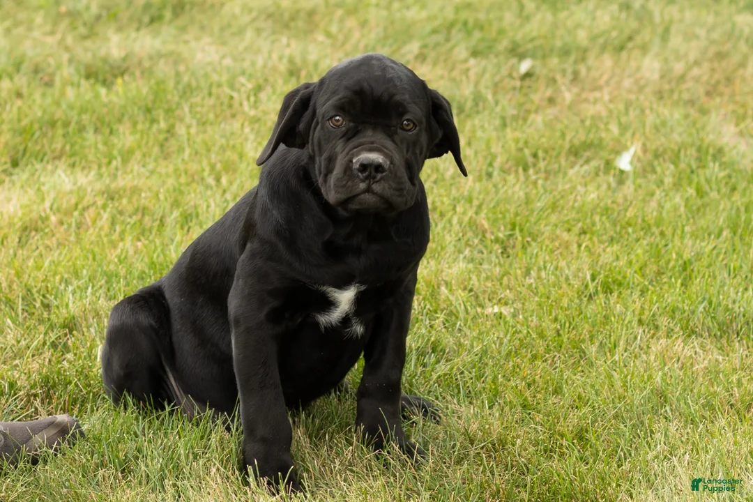 Cane Corso dogs for sale: Maple  - Ad 2