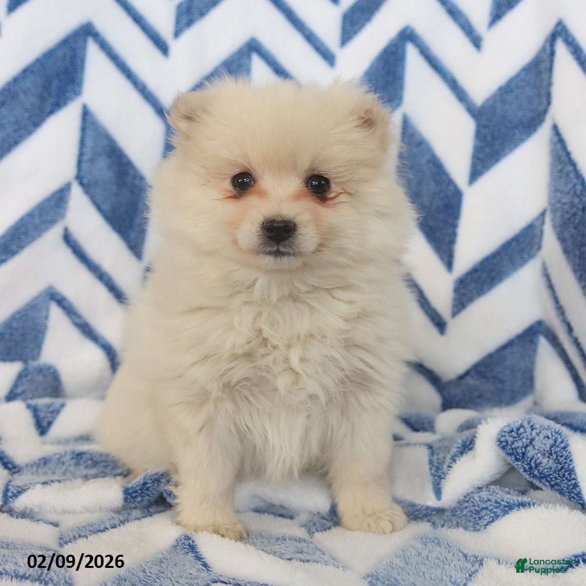 Pomeranian dogs Bingo - Ad 2