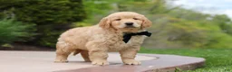 Golden Retriever dogs for sale: Anson - Ad 2