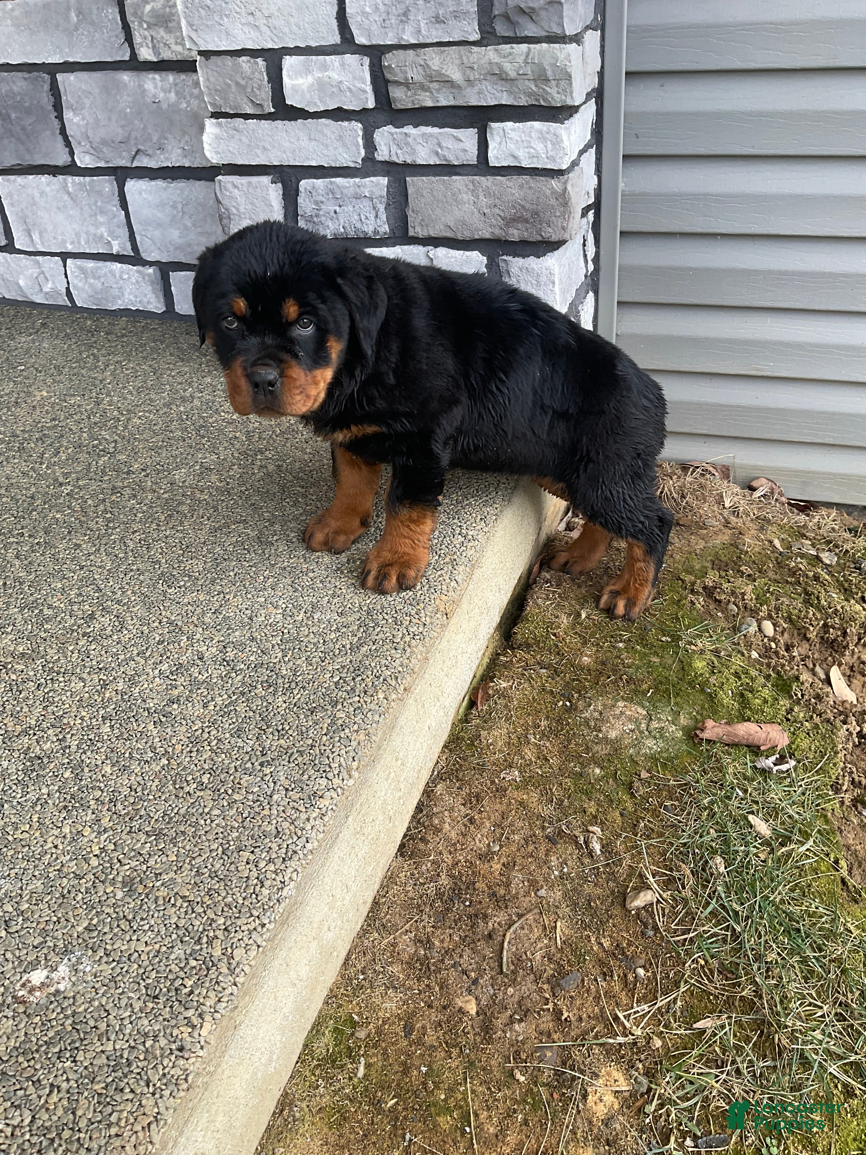 Rottweiler dogs Rottweiler Puppy 2 - Ad 26