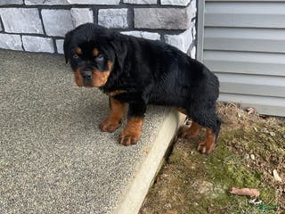 Rottweiler dogs Rottweiler Puppy 2 - Ad 10