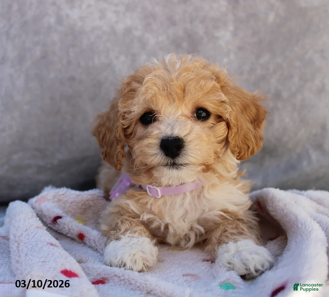 Bichpoo dogs for sale: Charlotte - Ad 1