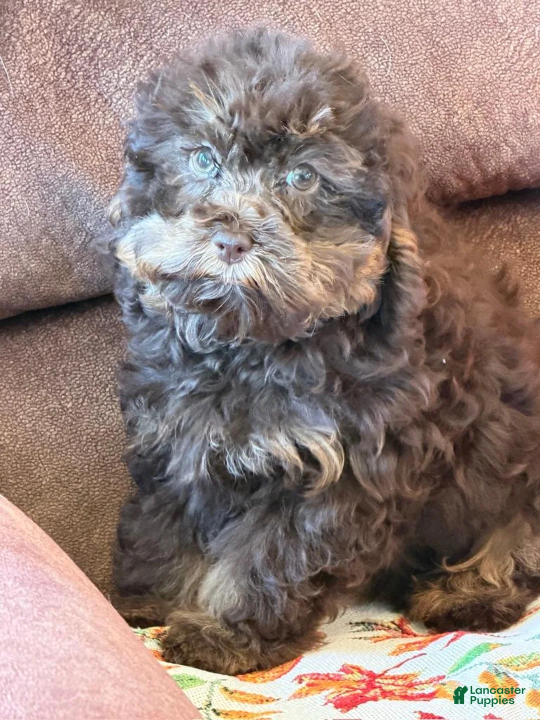 Cockapoo dogs for sale: Snickers  - Ad 2