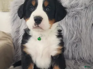 Bernese Mountain Dog dogs Ryder-Health Tested Parents - Ad 1