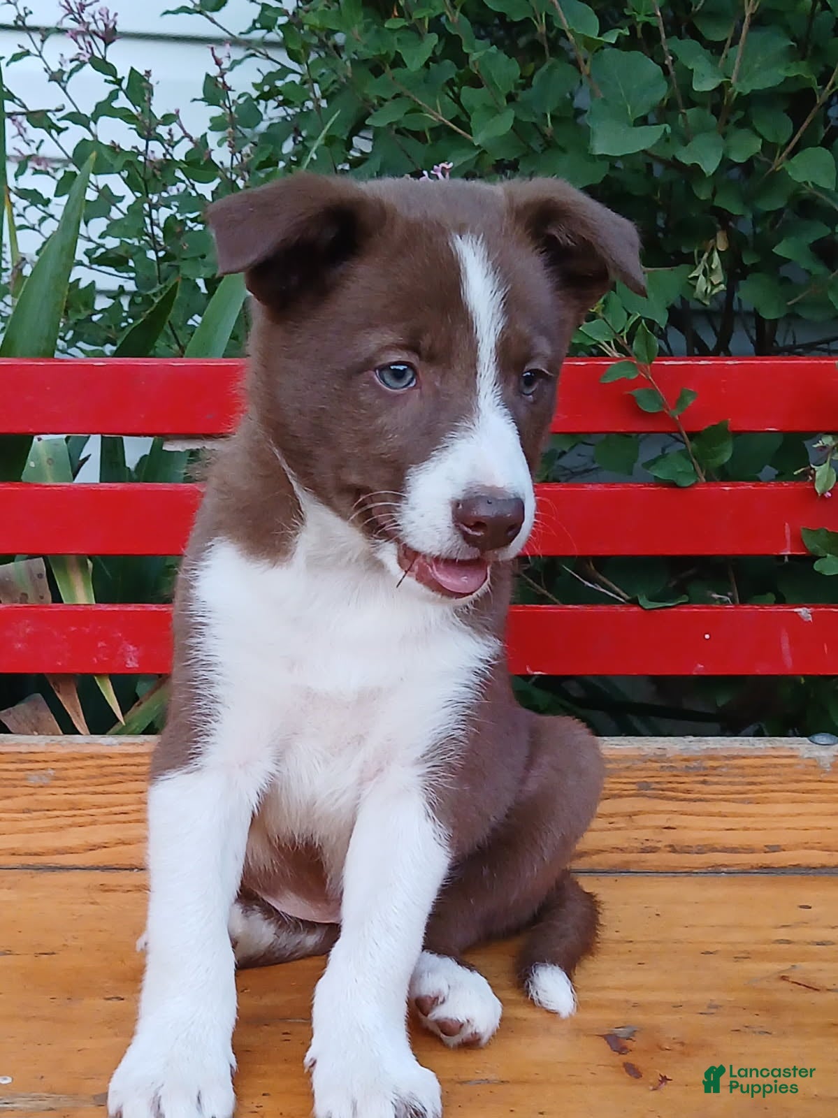Border Collie dogs Kiwi - Ad 2