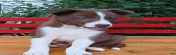 Border Collie dogs for sale: Kiwi - Ad 2